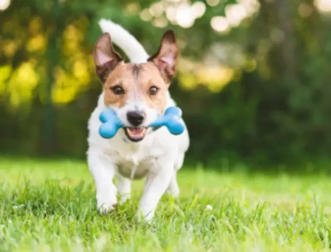 Dog Running with Bone Toy